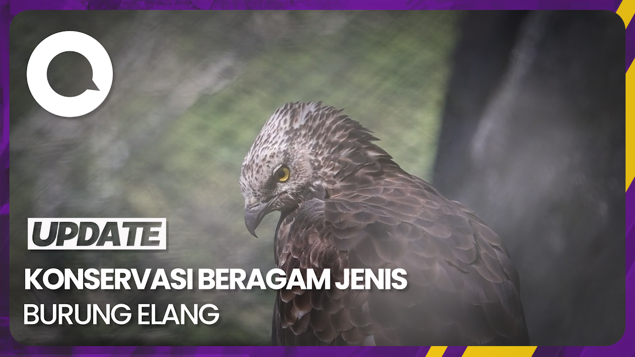 Konservasi Elang Jawa: Asa yang Terbang di Atas Bromo Tengger Semeru