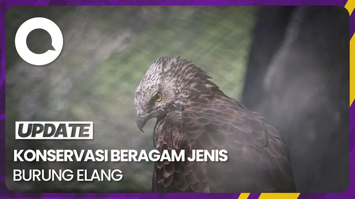 Mengenal Lebih Dekat Pusat Konservasi Elang Kamojang