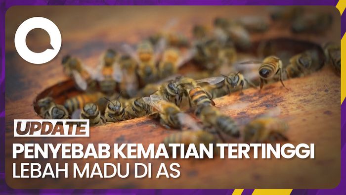 Lebah Madu di AS Cetak Tingkat Kematian Tertinggi Kedua