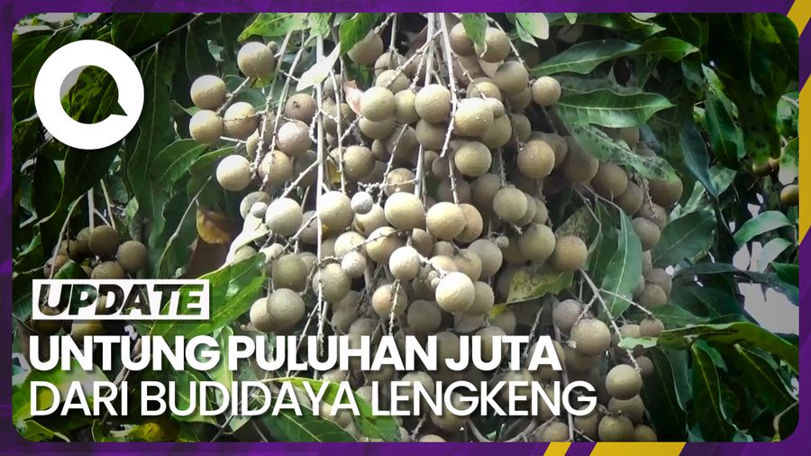 Meraup Cuan Puluhan Juta Rupiah dari Manisnya Budidaya Lengkeng