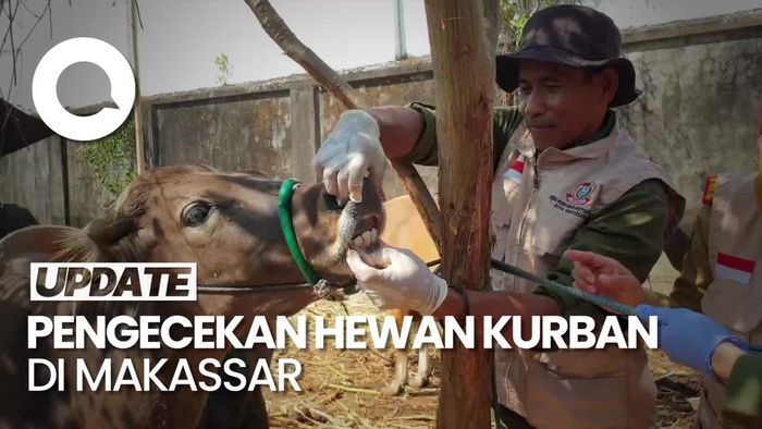 Waspada! Ada 205 Hewan Kurban Tak Layak Potong di Makassar