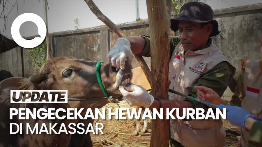 Waspada! Ada 205 Hewan Kurban Tak Layak Potong di Makassar