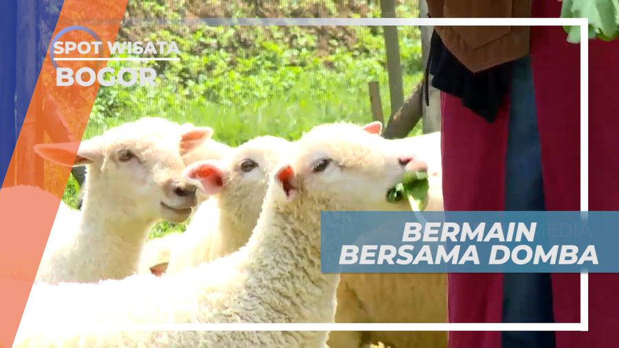 Senangnya Berinteraksi dan Memberi Makan Domba Lucu Menggemaskan, Bogor