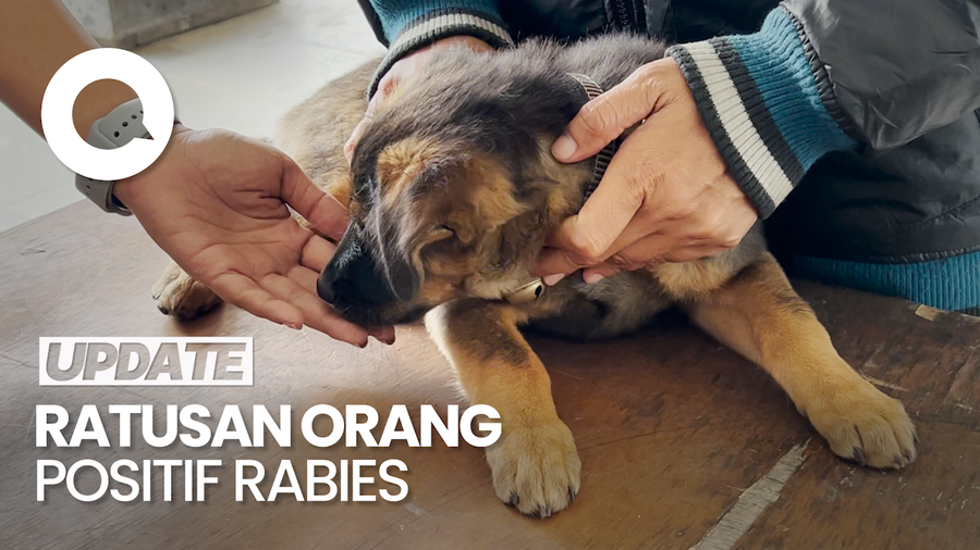 Ratusan Orang Positif Rabies, Dinkes Bali: 4 Orang Meninggal Dunia