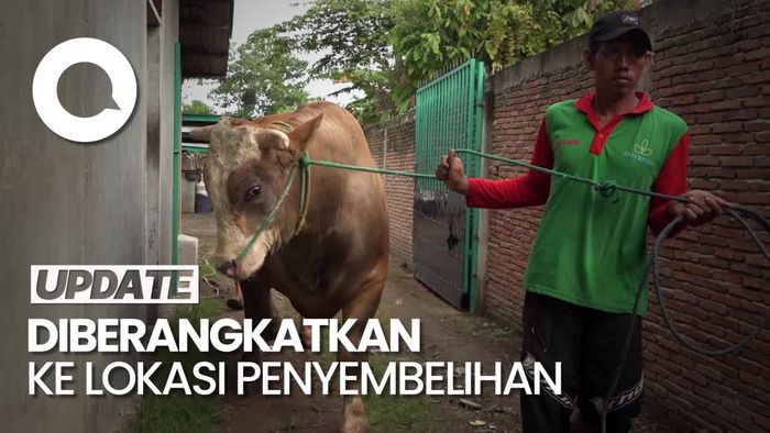 Penampakan Sapi Kurban Jokowi di Sulbar Sebrat 1,25 Ton