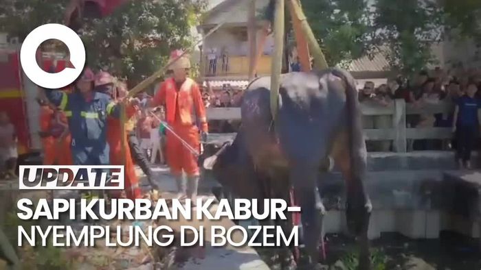 Momen Sapi Kurban Kabur Nyemplung Bozem di Surabaya Dievakuasi Crane