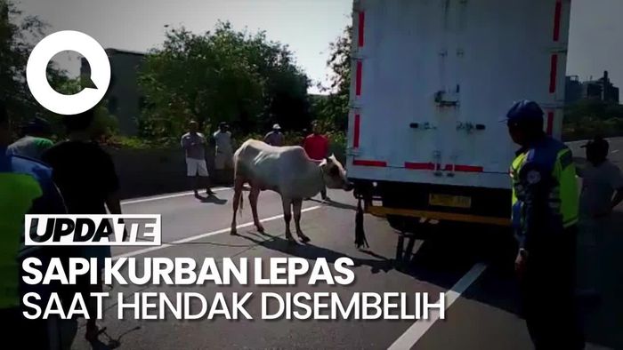 Sapi Kurban Lepas dan Masuk Jalan Tol di Tambora Jakbar