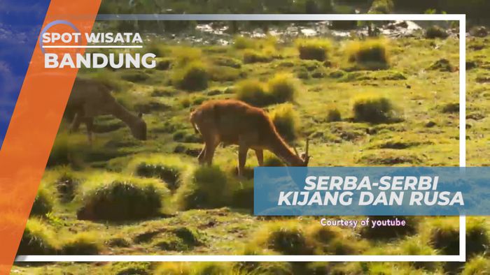 Berinteraksi Seru Bersama Kijang dan Rusa di Ranca Upas Bandung
