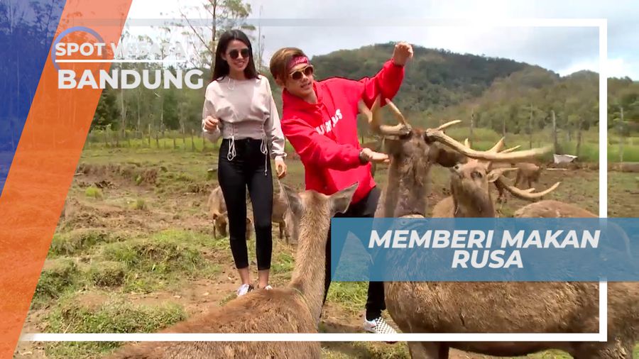 Pengalaman Seru Memberi Makan Rusa di Ranca Upas Bandung