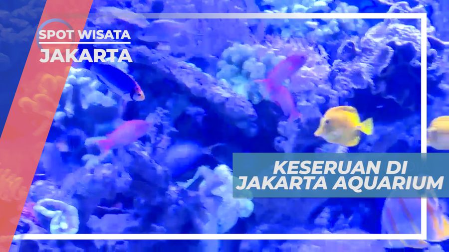 Seru-seruan Melihat Ikan di Jakarta Aquarium