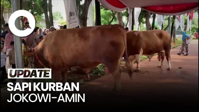 Penampakan Sapi Kurban Presiden Jokowi dan Wapres Maruf Amin di Istiqlal
