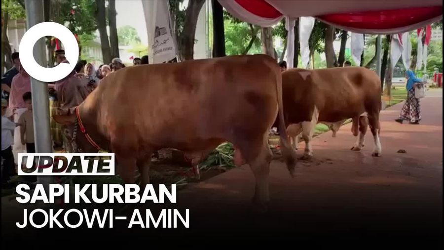 Penampakan Sapi Kurban Presiden Jokowi dan Wapres Maruf Amin di Istiqlal