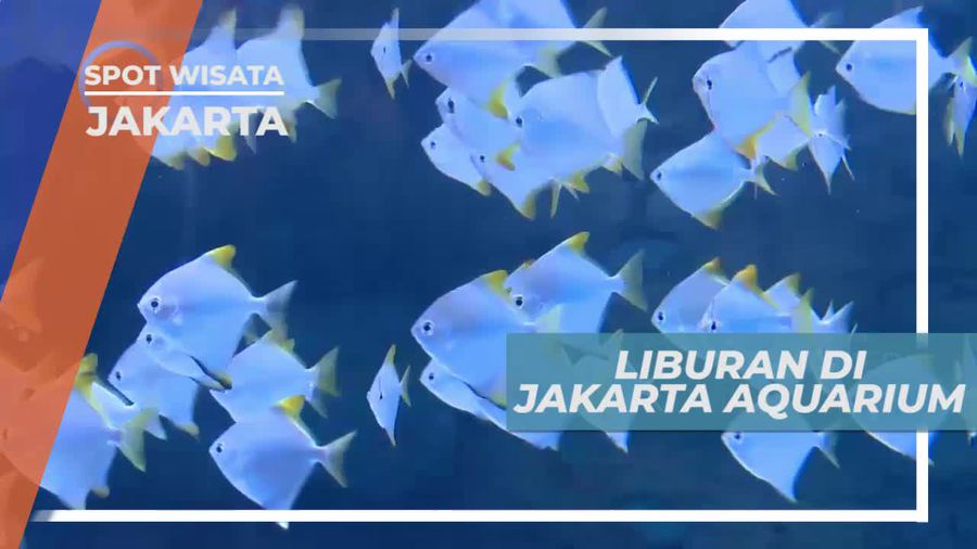 Melihat Cantiknya Aneka Ikan di Jakarta Aquarium