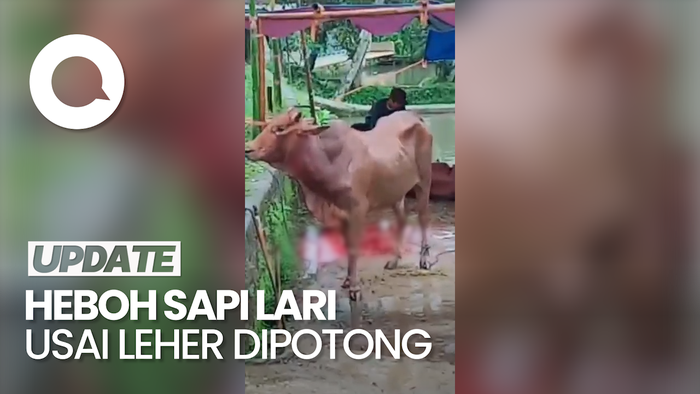 Sapi di Tasikmalaya Berdiri Lagi dan Kabur dengan Leher Nyaris Putus