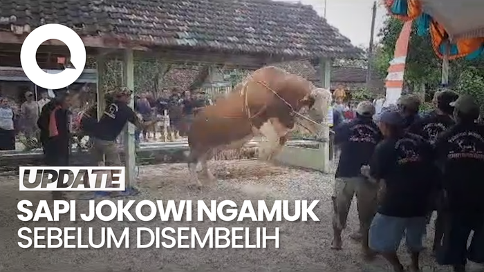 Sapi Kurban Jokowi di Blora Sempat Ngamuk, Warga Lari Ketakutan