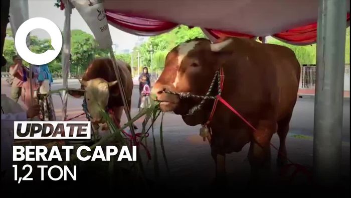 Momen Maruf Amin Serahkan Sapi Limosin Ke Masjid Istiqlal