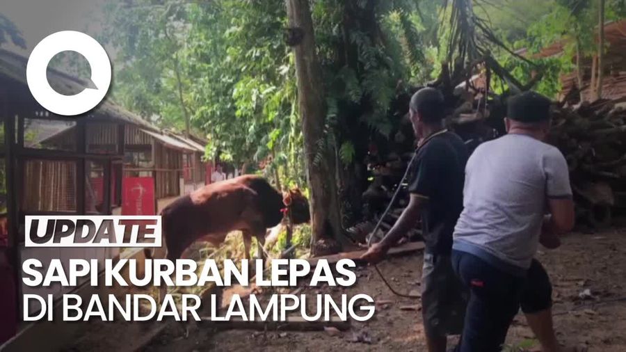 Sapi Kurban Lepas di Bandar Lampung, 3 Warga Luka-luka