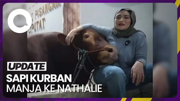 Nathalie Holscher Kurban Sapi, Netizen Salfok Sama Hal Ini