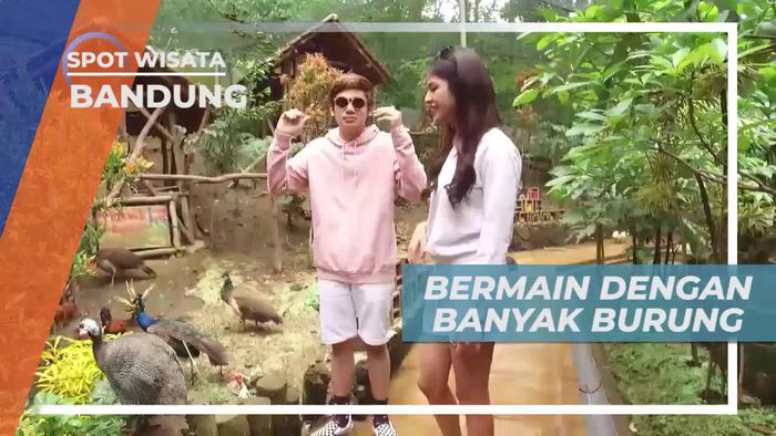 Mengenal Aneka Jenis Burung di Kawasan Wisata Bandung