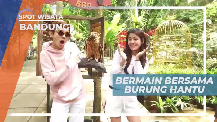 Seru-seruan Bermain Bersama Burung Hantu, Bandung