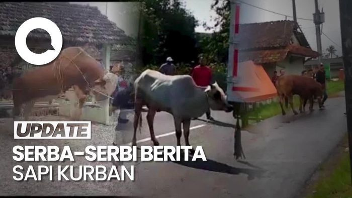 Tingkah Polah Sapi Kurban Bikin Heboh di Hari Idul Adha
