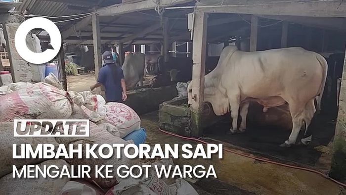 Kotoran Sapi Cemari Lingkungan di Pancoran, Warga Keluhkan Gatal-gatal