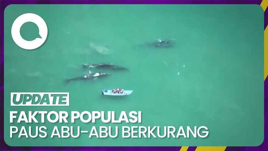 Populasi Paus Abu-abu di Pasifik Amerika Menurun Sejak 1967