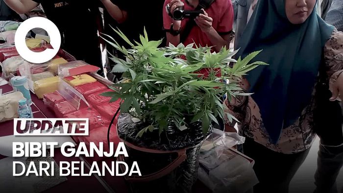 Polisi Bongkar Budidaya Bibit Ganja Impor di Batam
