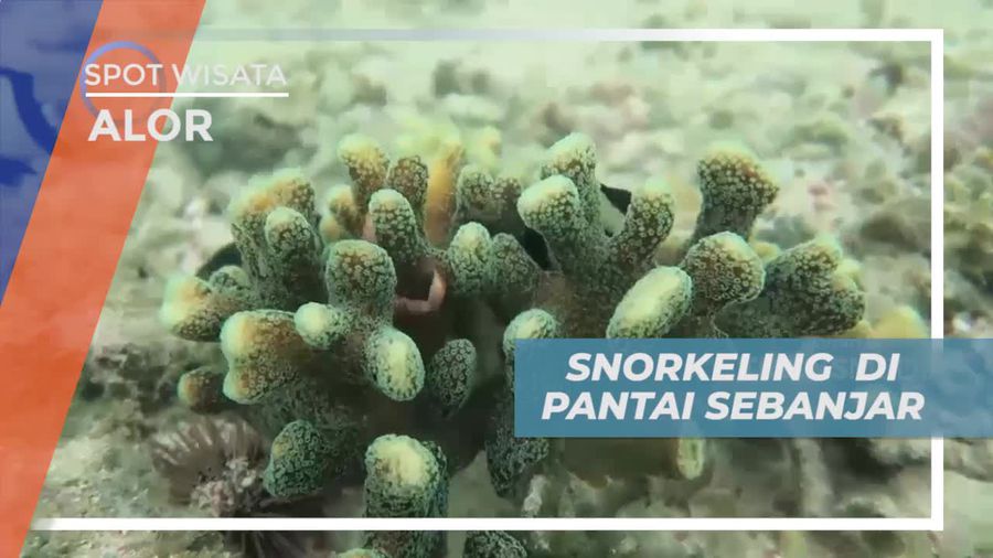 Snorkeling Menikmati Keindahan Bawah Laut Pantai Sebanjar Alor