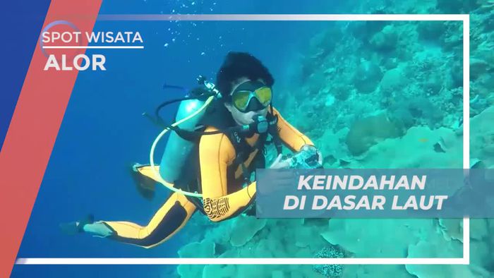 Keindahan Bawah Laut Alor Dengan Aneka Ragam Biota Lautnya