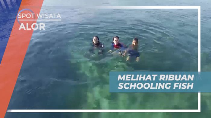 Melihat Dari Dekat Ribuan Schooling Fish di Laut Alor