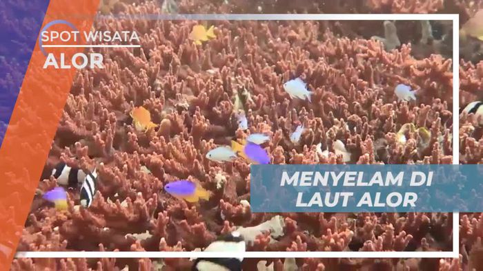 Diving Menikmati Keindahan Bawah Laut Alor