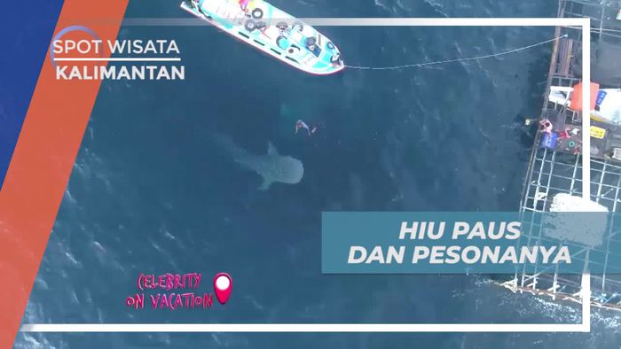 Melihat Dari Dekat Hiu Paus di Laut Berau