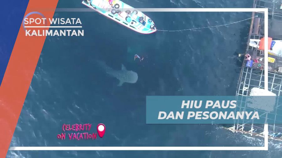 Melihat Dari Dekat Hiu Paus di Laut Berau