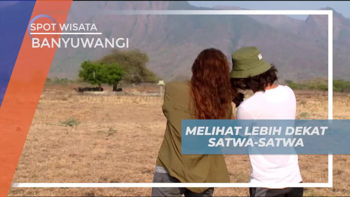 Melihat Dari Dekat Satwa di Taman Nasional Baluran Jawa Timur