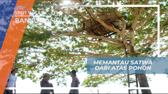 Memantau Satwa Dari Rumah Pohon, Taman Nasional Baluran Jawa Timur