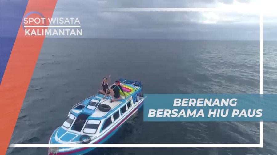 Berenang Bersama Hiu Paus di Talisayan Berau Kalimantan Timur