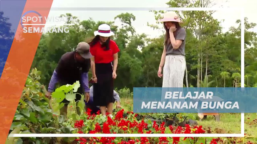 Belajar Menanam Bunga di Taman Celosia Semarang