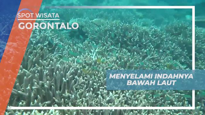 Snorkeling Menikmati Keindahan Bawah Laut Gorontalo
