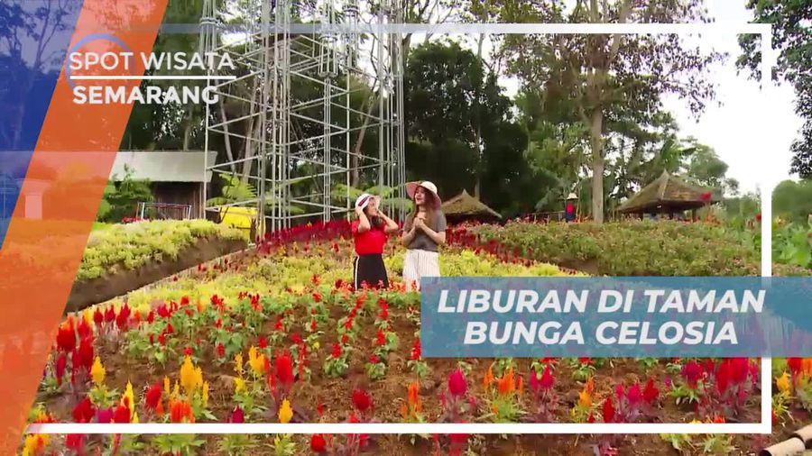 Berkunjung ke Taman Bunga Celosia Semarang