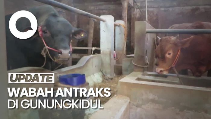 Sapi Mati Dikubur Lalu Dikonsumsi Berujung Wabah Antraks di Gunungkidul