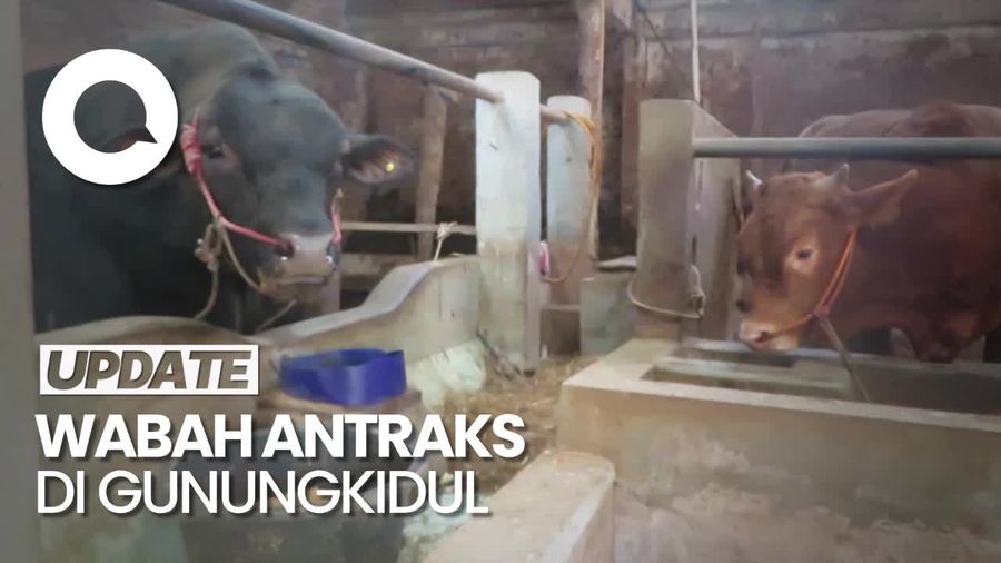 Sapi Mati Dikubur Lalu Dikonsumsi Berujung Wabah Antraks di Gunungkidul