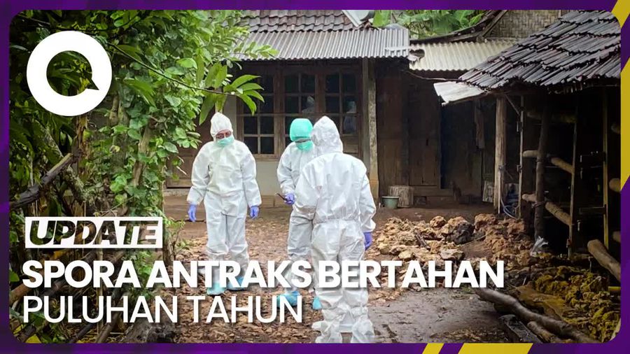 Spora Antraks Bisa Bertahan di Dalam Tanah Selama Puluhan Tahun