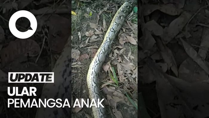 Penampakan Ular Piton 8 Meter yang Lilit-Telan Bocah di Muna Sultra