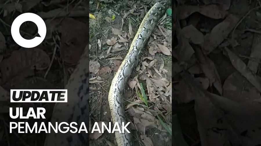 Penampakan Ular Piton 8 Meter yang Lilit-Telan Bocah di Muna Sultra