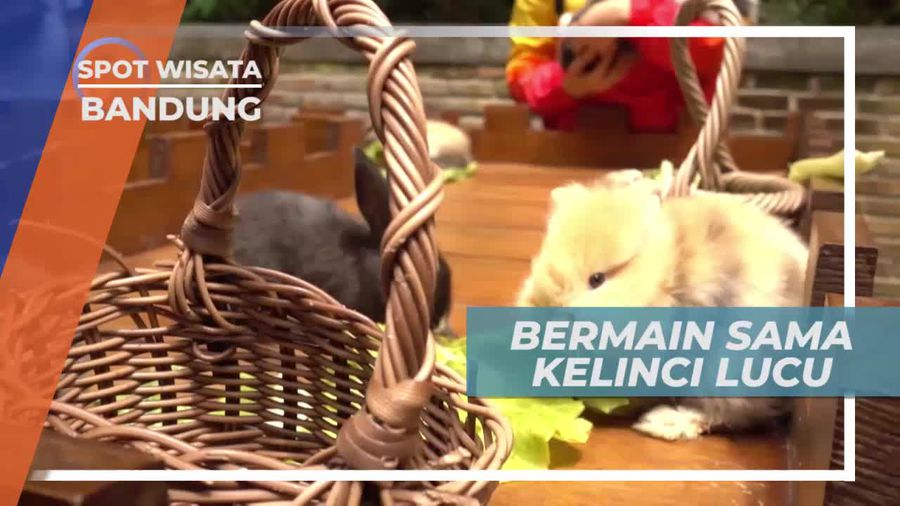 Melihat Kelinci Lucu di Kawasan Penginapan Bandung