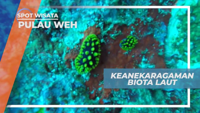 Diving Menikmati Keindahan Bawah Laut Pulau Weh