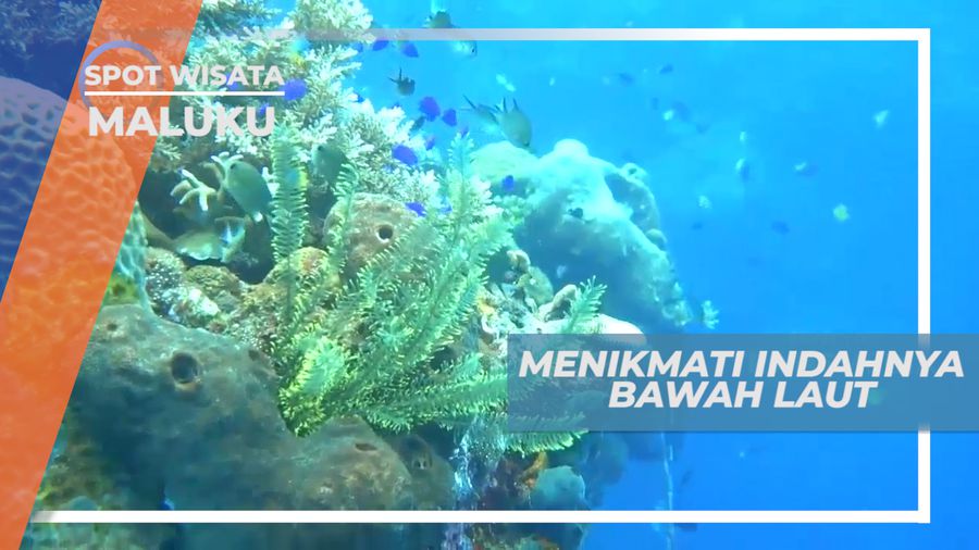 Pantai Lubang Buaya, Mengintip Pesona Keindahan Bawah Laut yang Memukau, Maluku