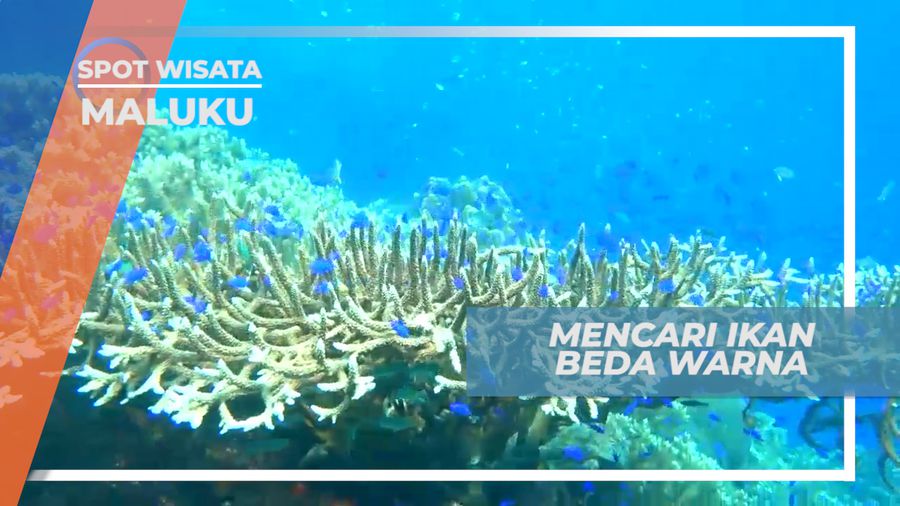 Pantai Lubang Buaya, Berburu Foto Ikan di Dasar Laut, Maluku