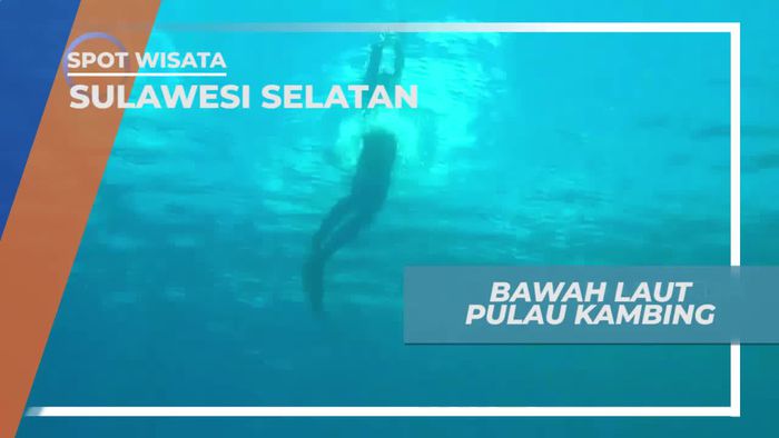Diving Menikmati Keindahan Bawah Laut Pulau Kambing Sulawesi Selatan